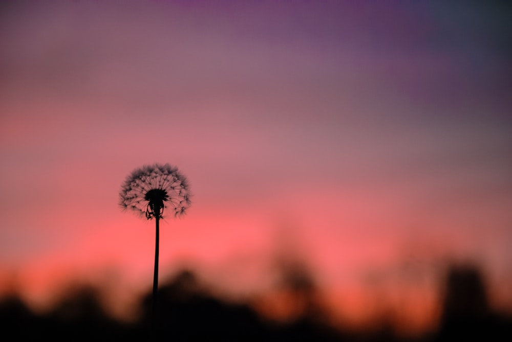 a dandelion is silhouetted against a pink and purple sky