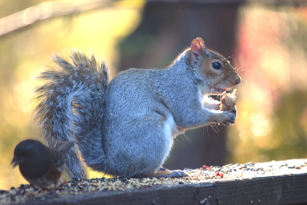 um esquilo comendo um pedaço de comida em cima de uma mesa de madeira
