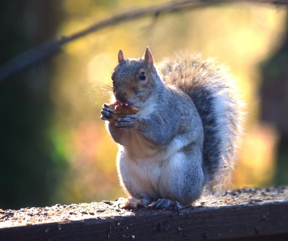 a squirrel is eating a piece of food