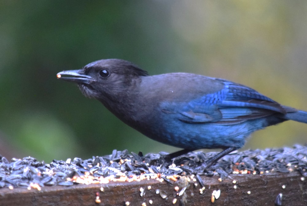 Ein blau-schwarzer Vogel sitzt auf einem Stück Holz