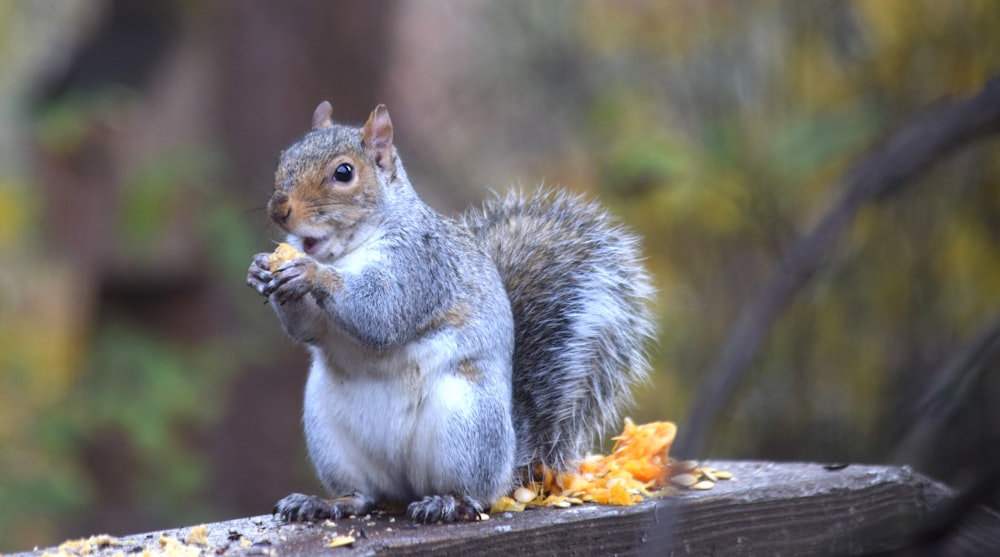 Una ardilla está comiendo un pedazo de comida