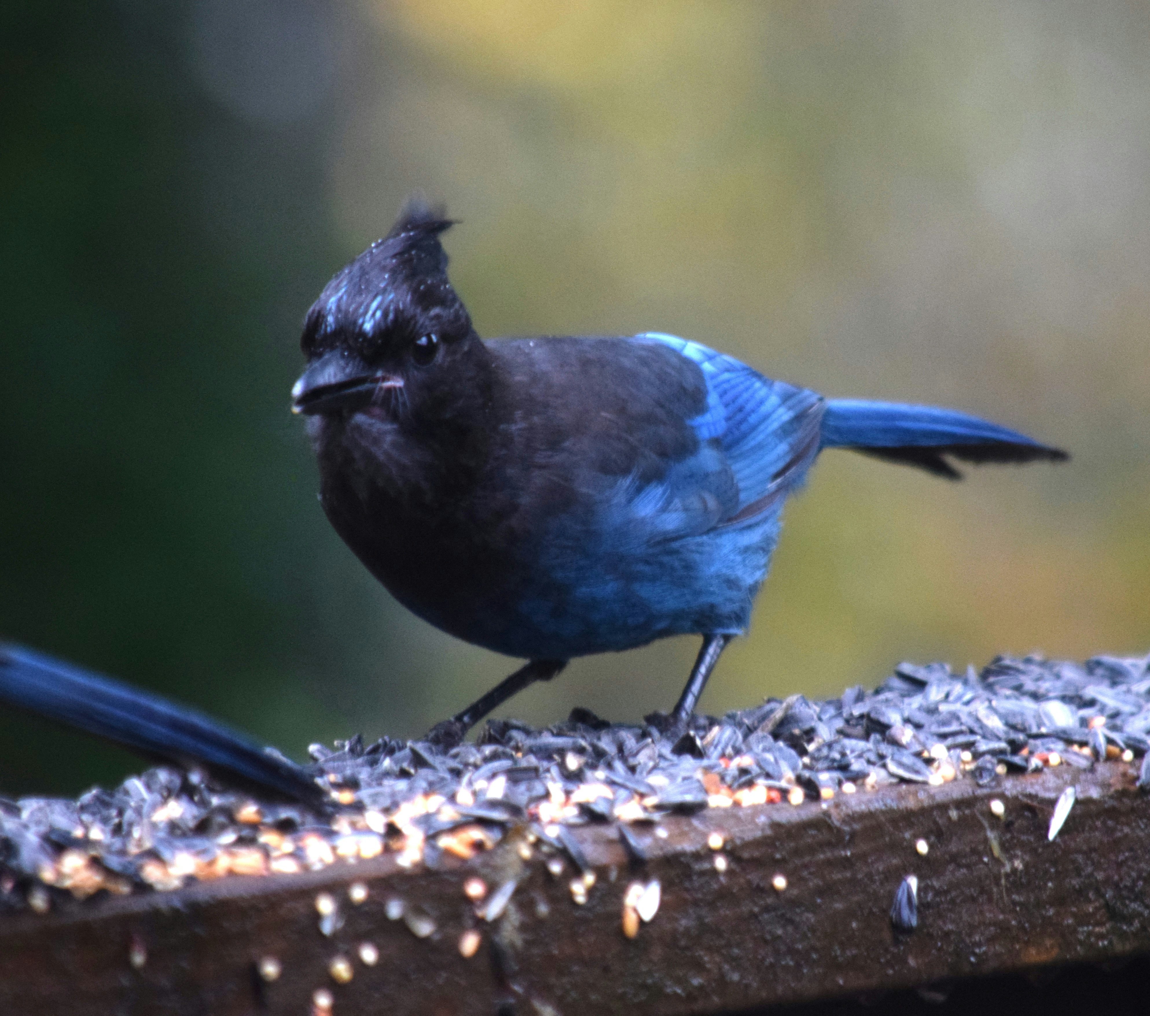 Um pássaro azul e preto está de pé sobre um pedaço de madeira