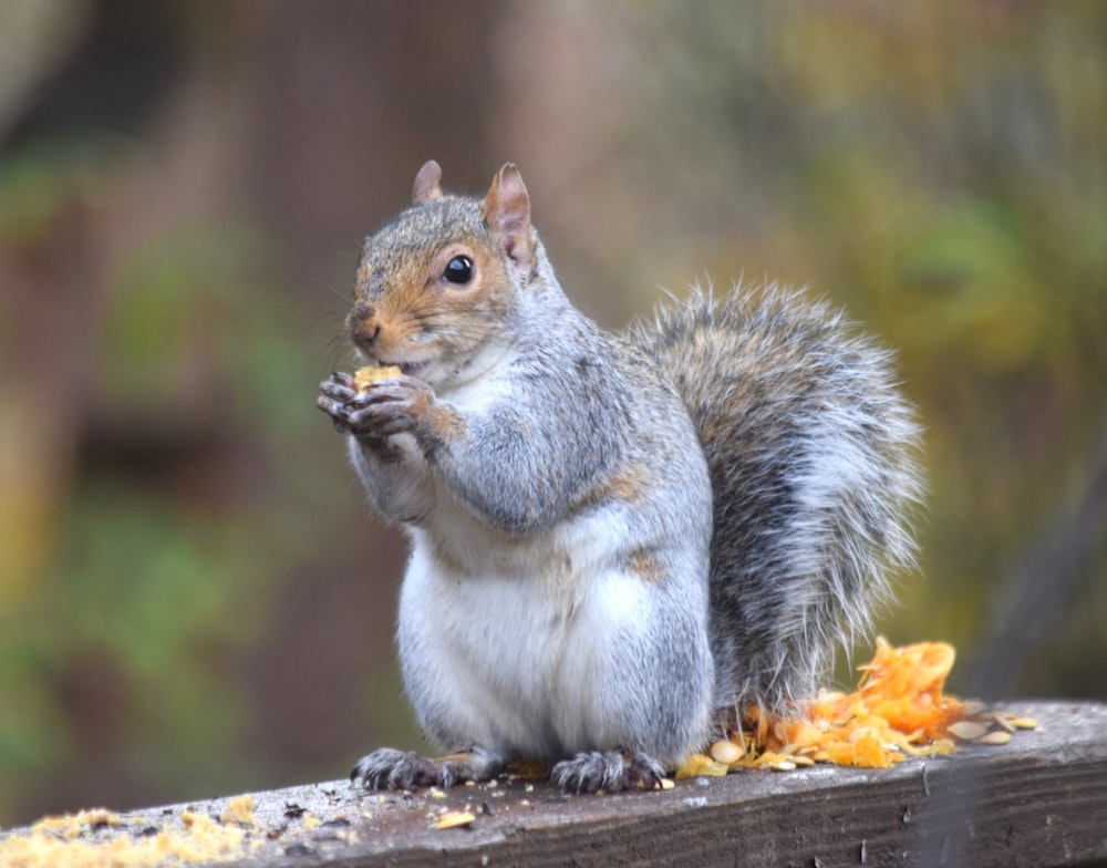 Una ardilla está comiendo un pedazo de comida