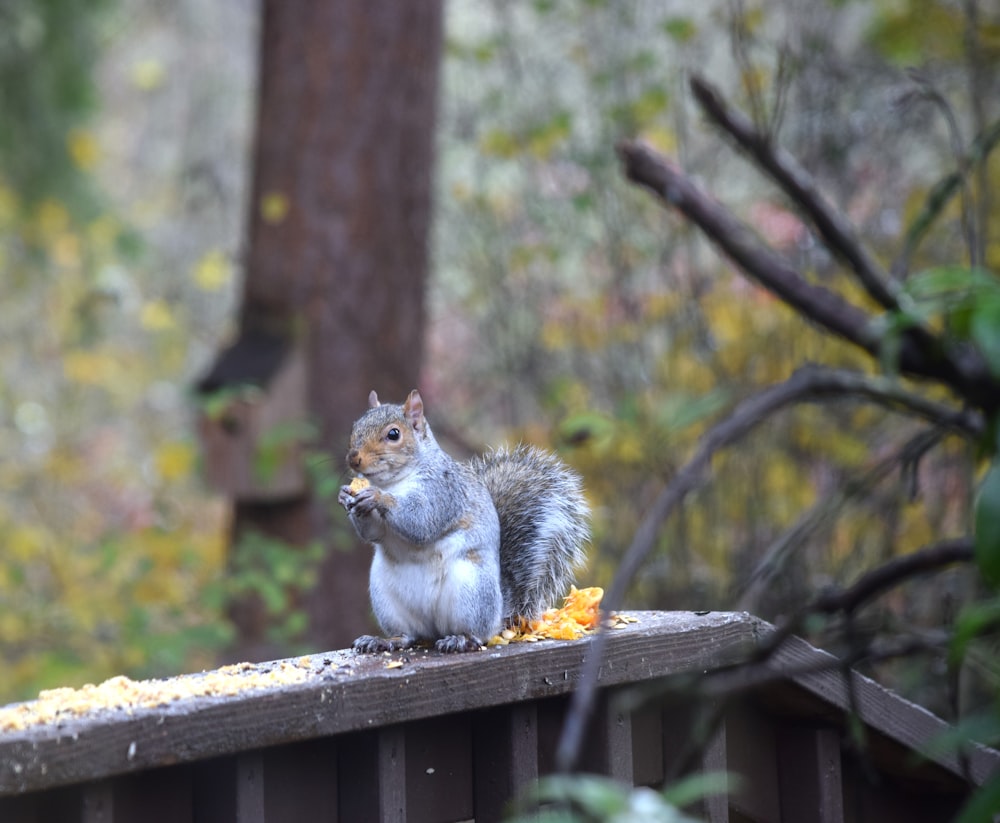 a squirrel sitting on top of a wooden bench