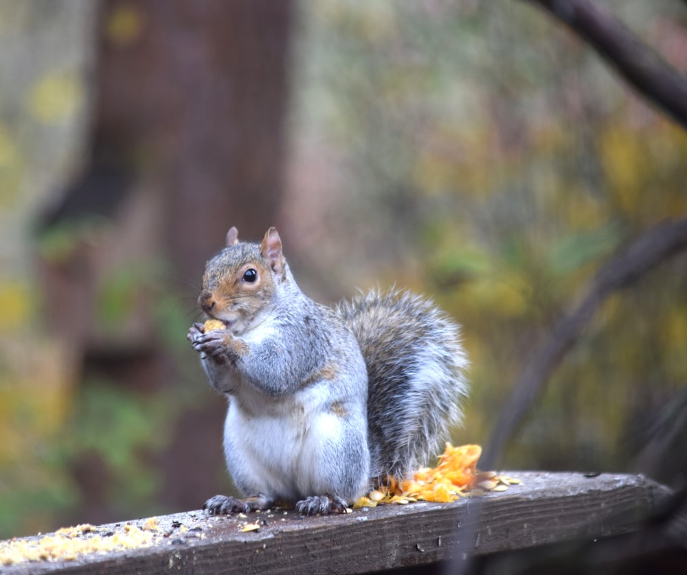 a squirrel sitting on top of a wooden table