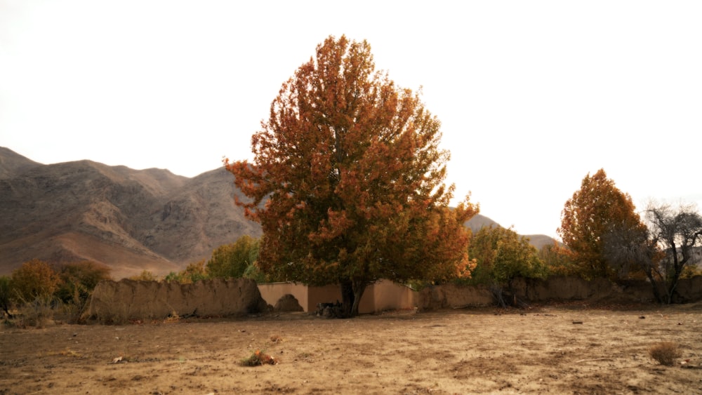 a dirt field with a tree and mountains in the background