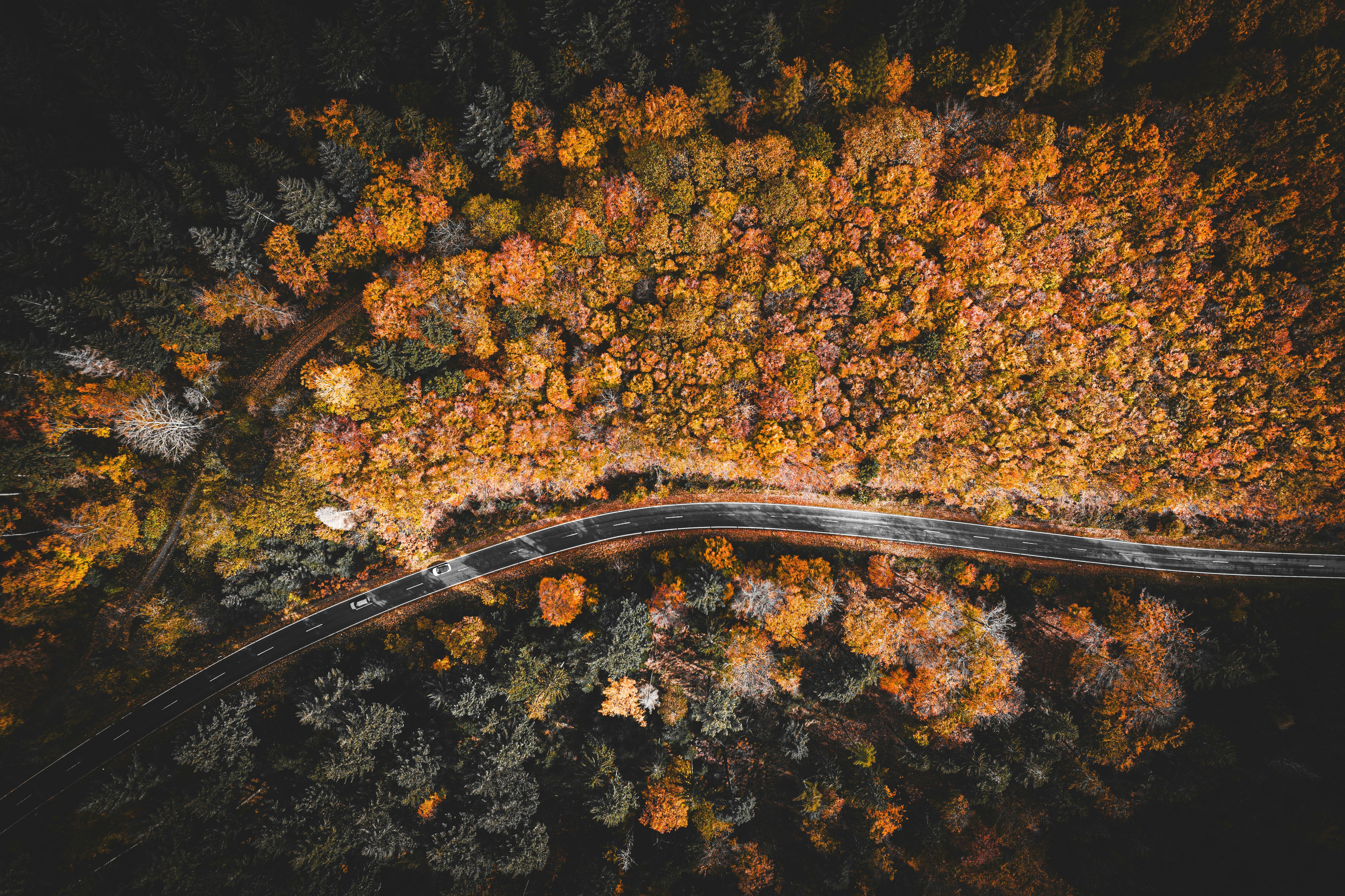 an aerial view of a road surrounded by trees, The image is an aerial shot of a road meandering through a dense forest in autumn. The foliage displays a vibrant palette of oranges, yellows, and greens, indicating the season. A single vehicle on the road provides a sense of scale amidst the expansive natural setting.