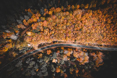 A winding road through autumn-colored forests, shot from a drone perspective.