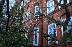 Magnolia Bloom Wall Art