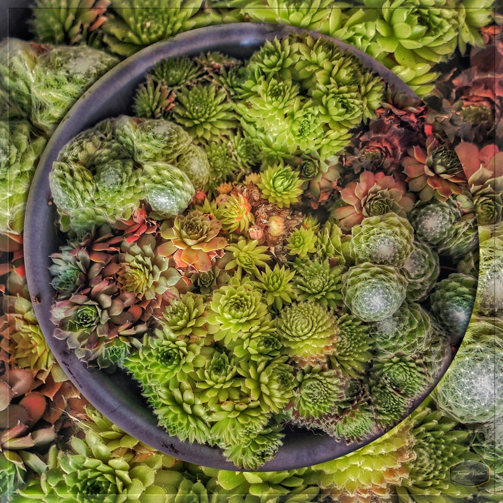 a bowl filled with lots of green plants