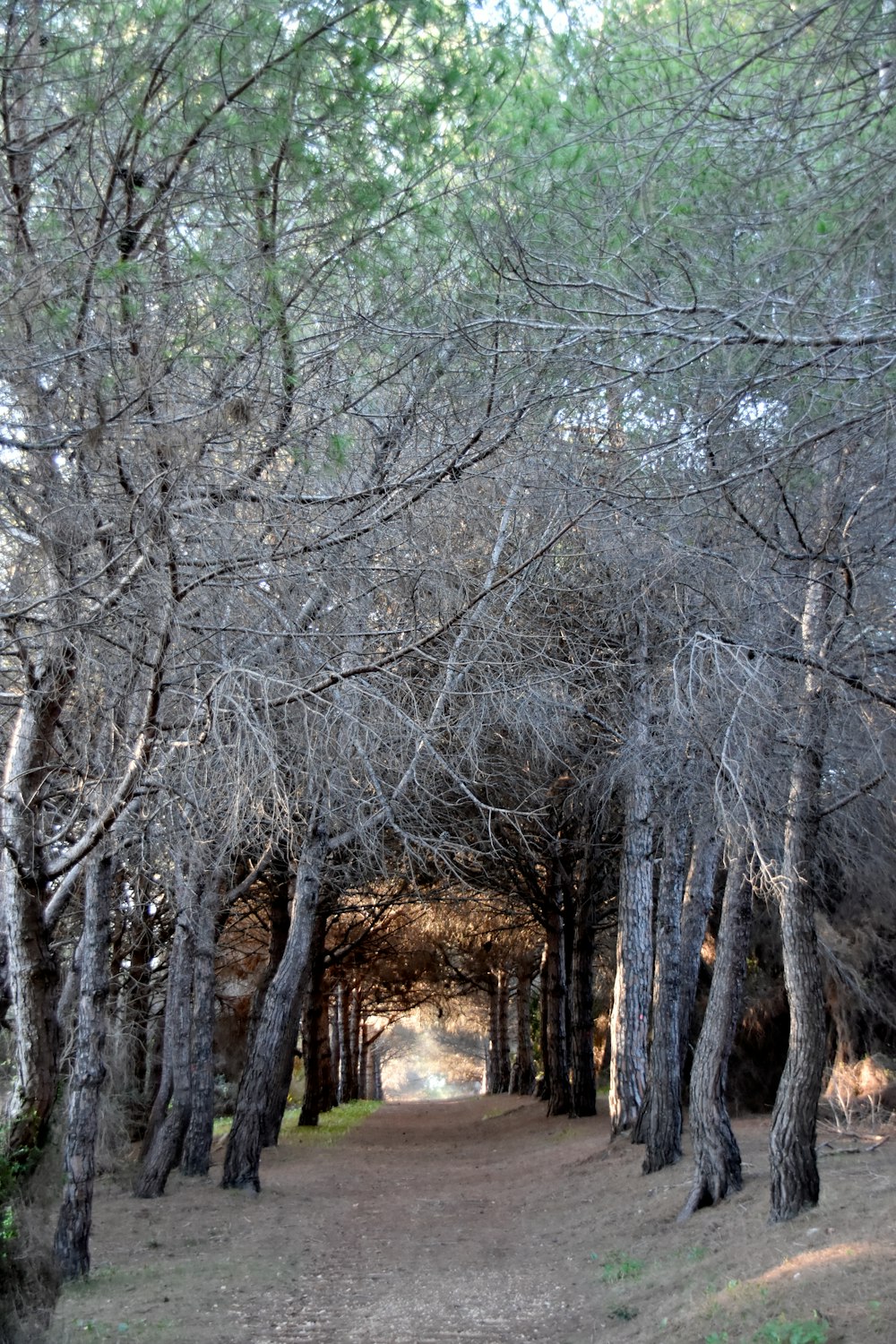 a dirt road surrounded by lots of trees