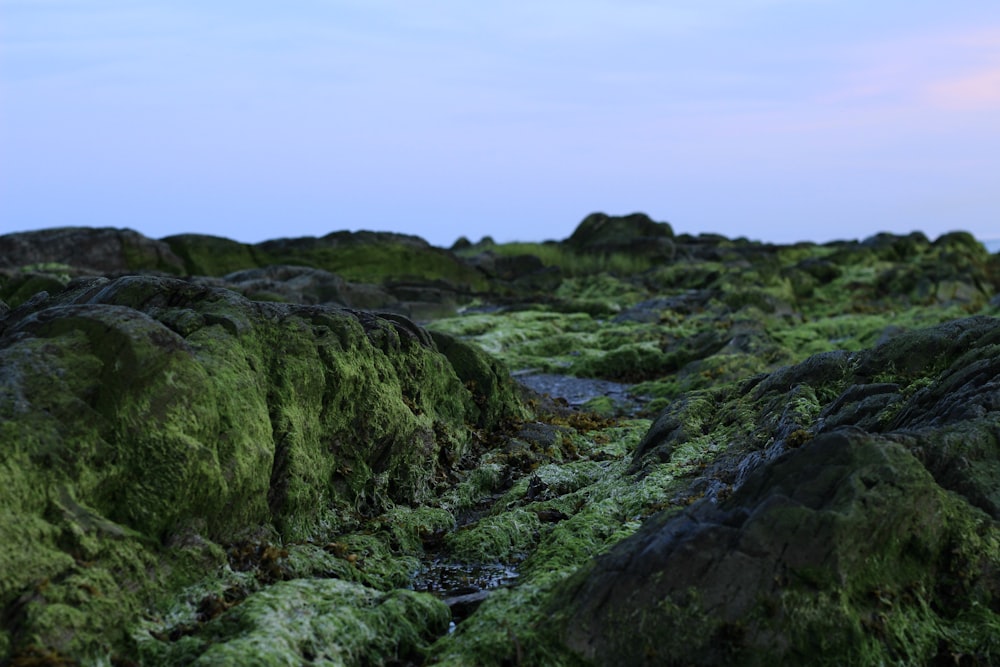 green moss growing on rocks with a blue sky in the background
