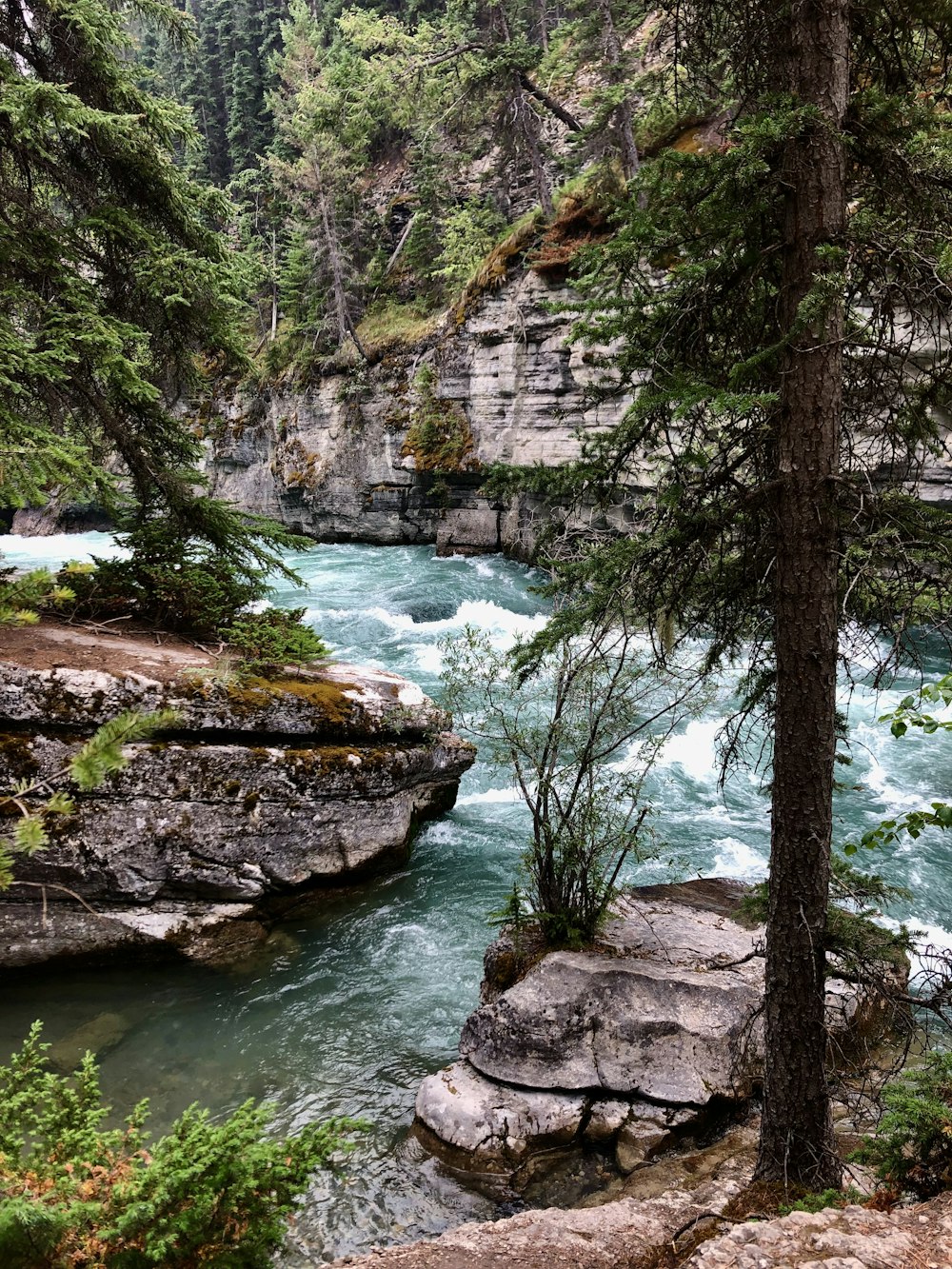 a river flowing through a lush green forest