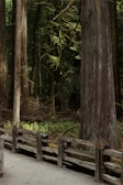 A serene forest scene featuring tall trees with thick trunks and lush green foliage. A wooden fence lines a gravel path that winds through the forest, providing a natural boundary. Ferns and underbrush add to the dense vegetation in the area, creating a peaceful, untouched atmosphere.