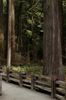 A serene forest scene featuring tall trees with thick trunks and lush green foliage. A wooden fence lines a gravel path that winds through the forest, providing a natural boundary. Ferns and underbrush add to the dense vegetation in the area, creating a peaceful, untouched atmosphere.