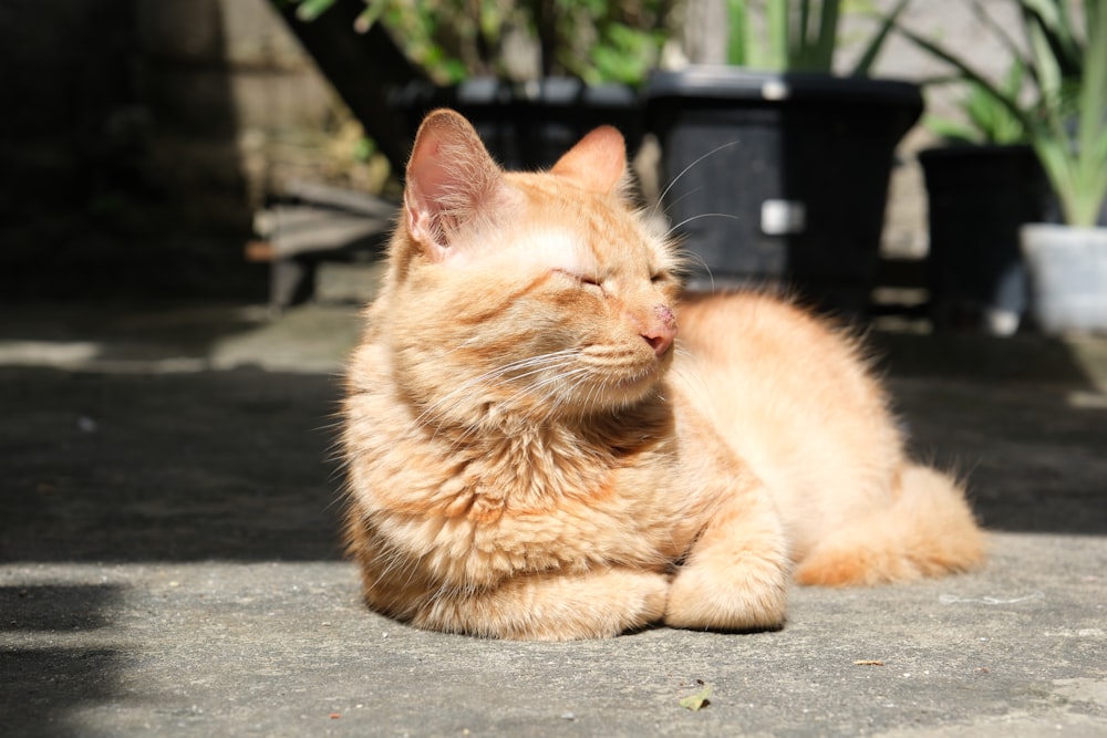 a close up of a cat laying on the ground