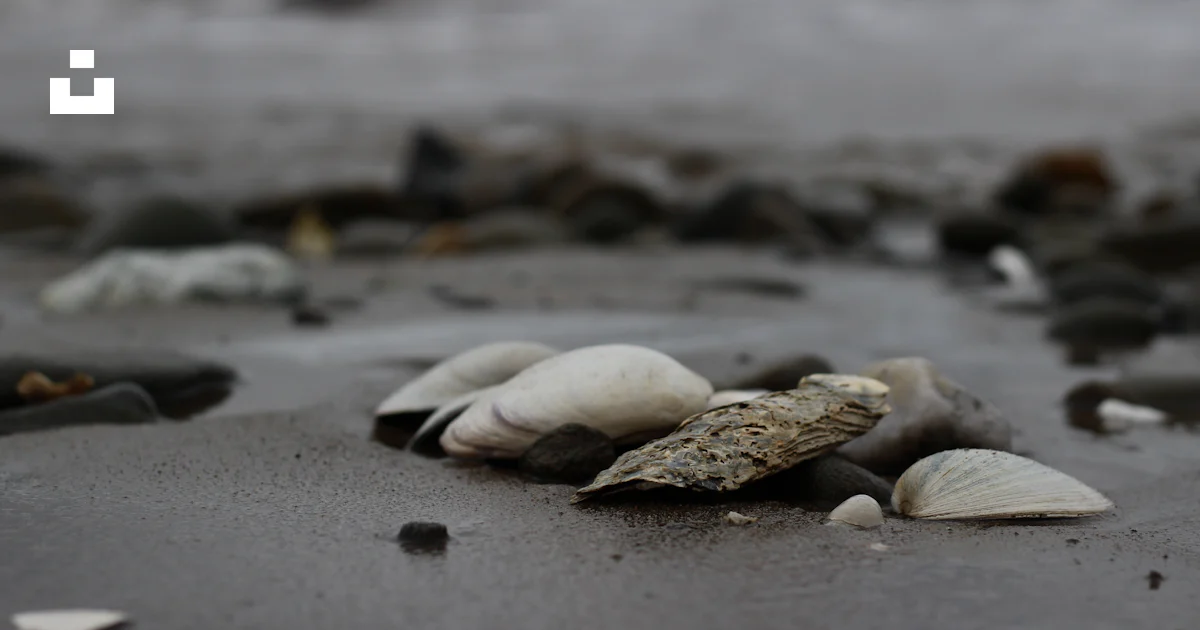 Shell Near Ocean A close up of shells on a beach near the ocean photo – Free Rocks Image ...