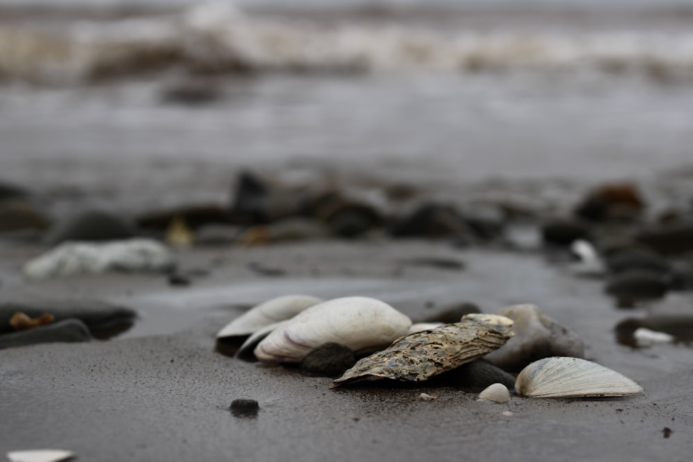 a close up of shells on a beach near the ocean