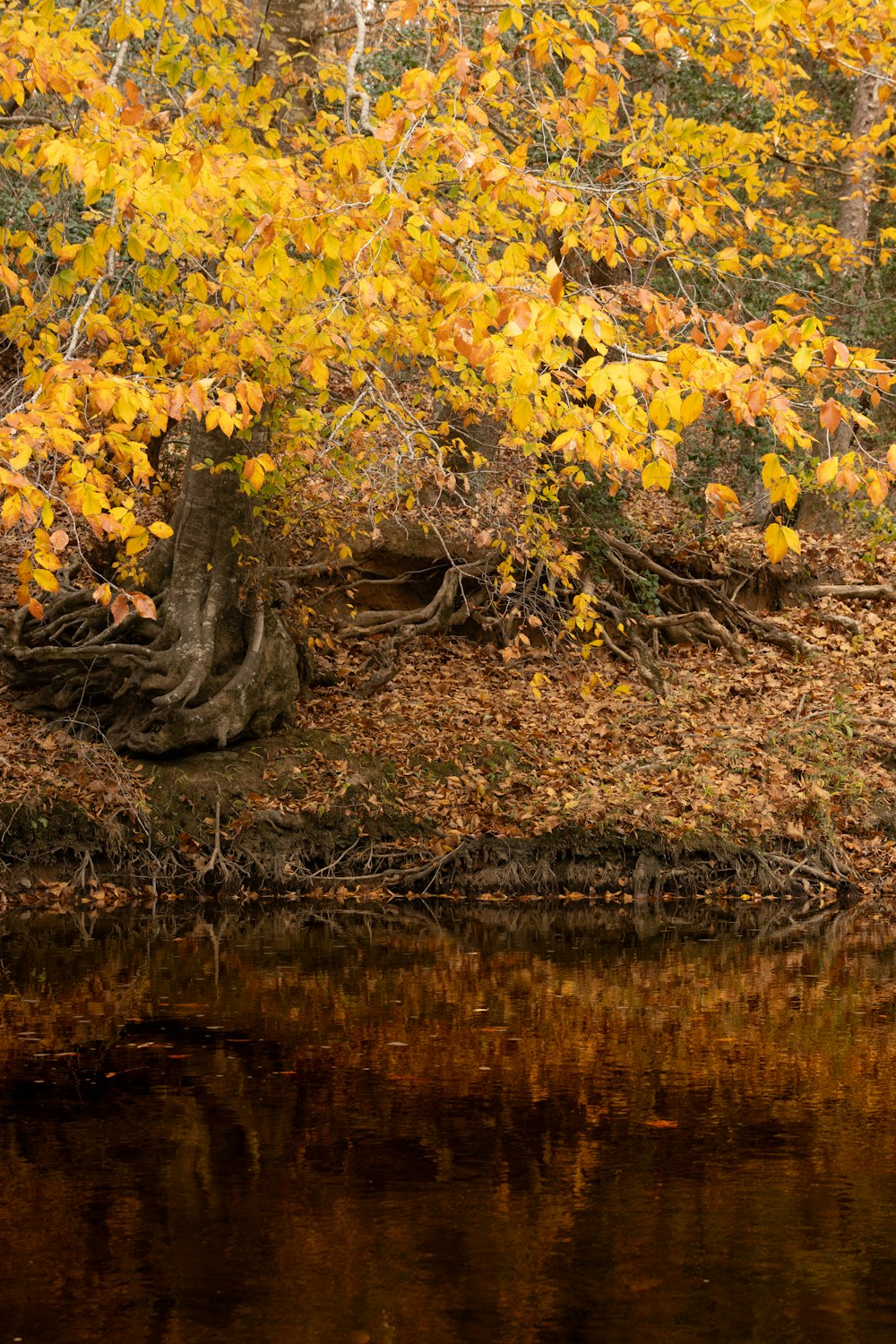 a tree that is next to a body of water