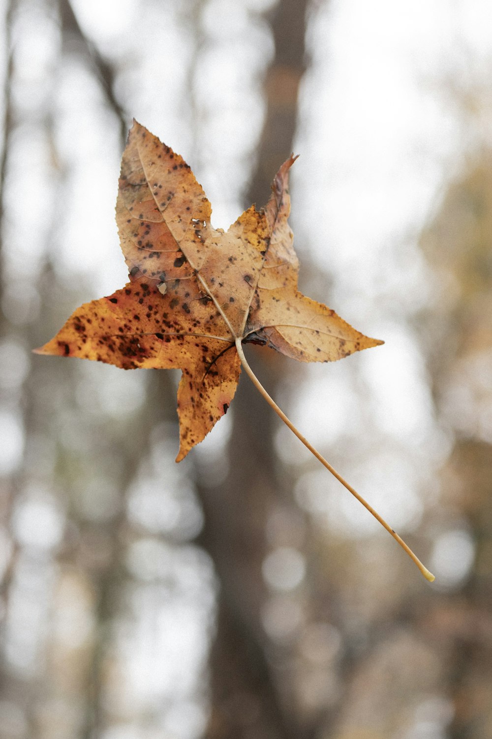 a single leaf is hanging from a twig