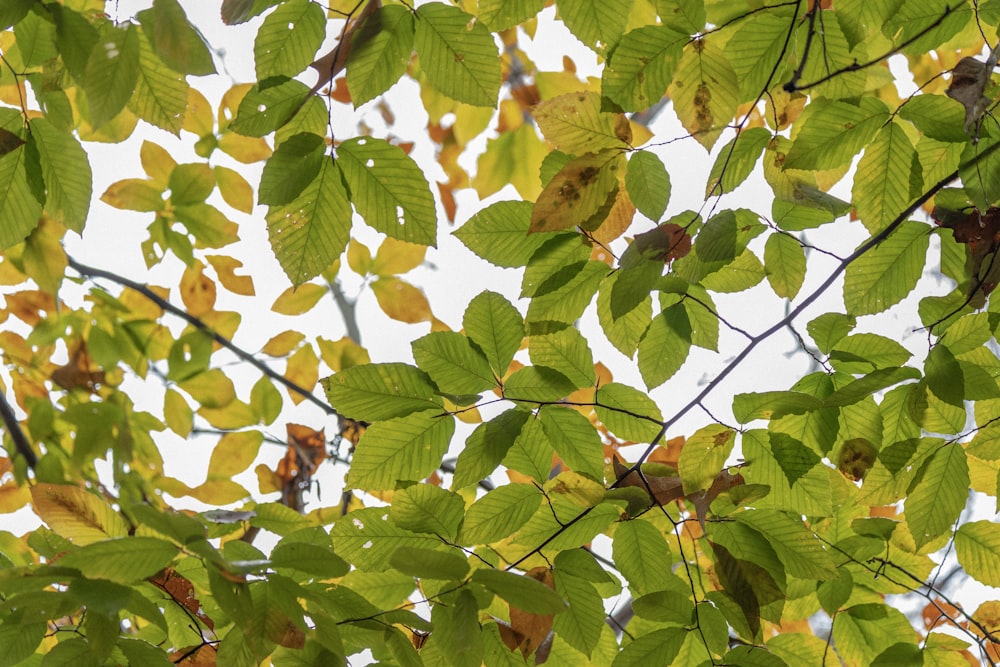 the leaves of a tree are green and yellow