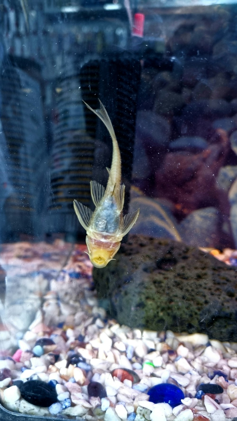 a goldfish swimming in an aquarium filled with rocks