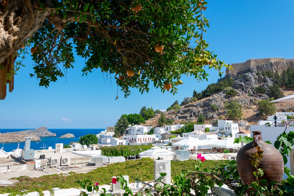 an orange tree in front of a white village