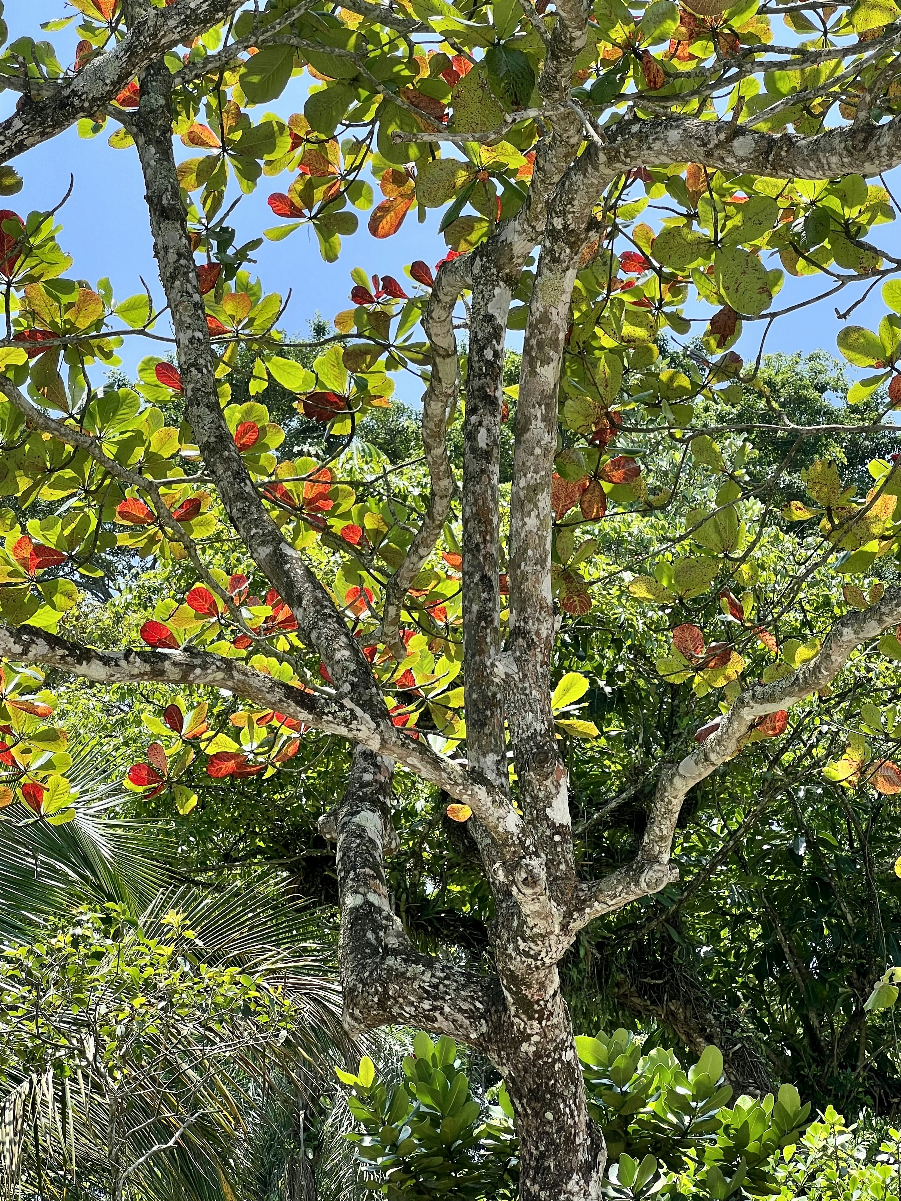 a tree with lots of green leaves and a blue sky in the background