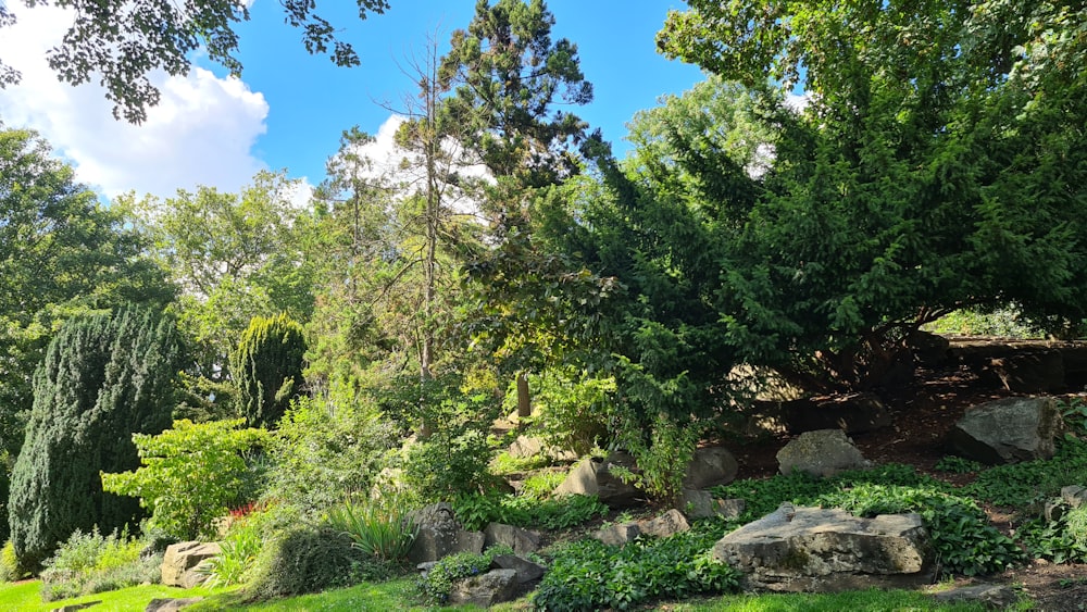 a lush green forest filled with lots of trees