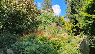 A lush garden with various types of greenery, including bushes and flowering plants. Some flowers have vibrant red and pink tones, and the garden is surrounded by tall trees. Bright sunlight illuminates the garden, creating a cheerful atmosphere.