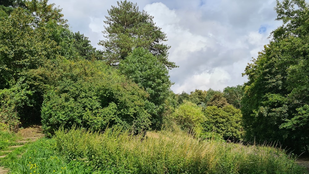 a path through a forest with lots of trees