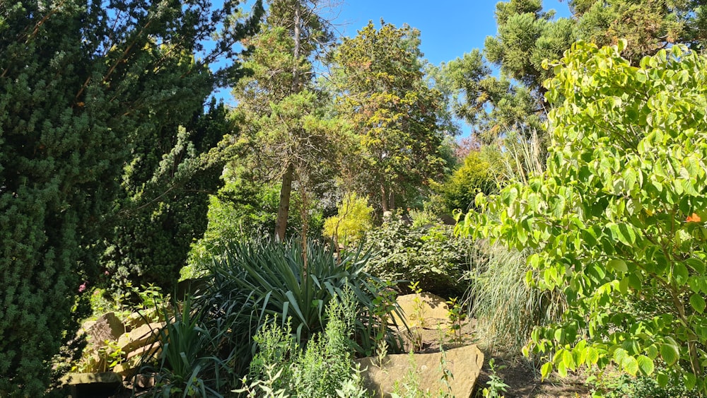 a garden filled with lots of green plants and trees