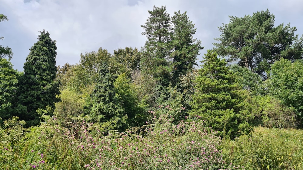 a field with lots of trees and bushes