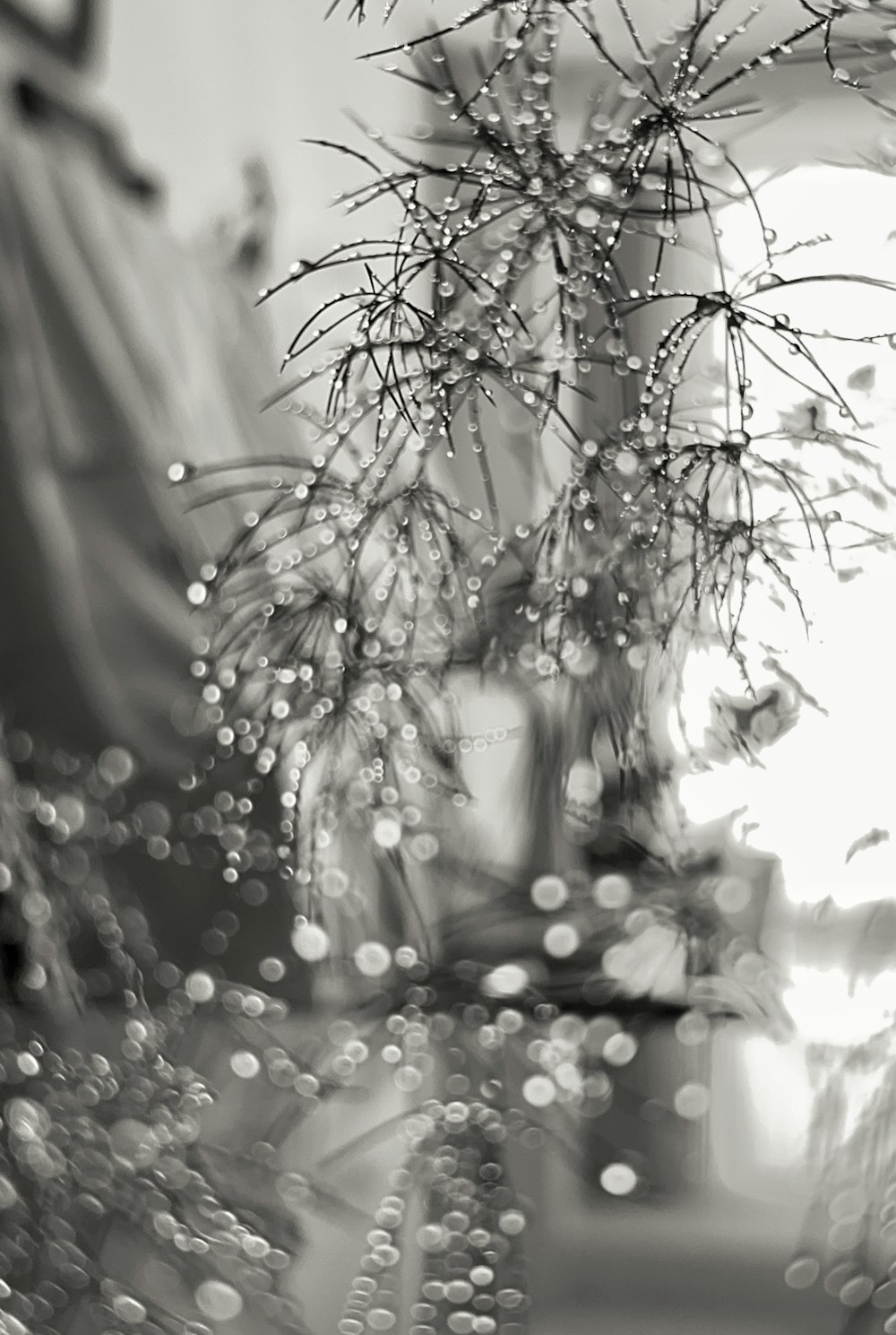 a black and white photo of water droplets on a plant