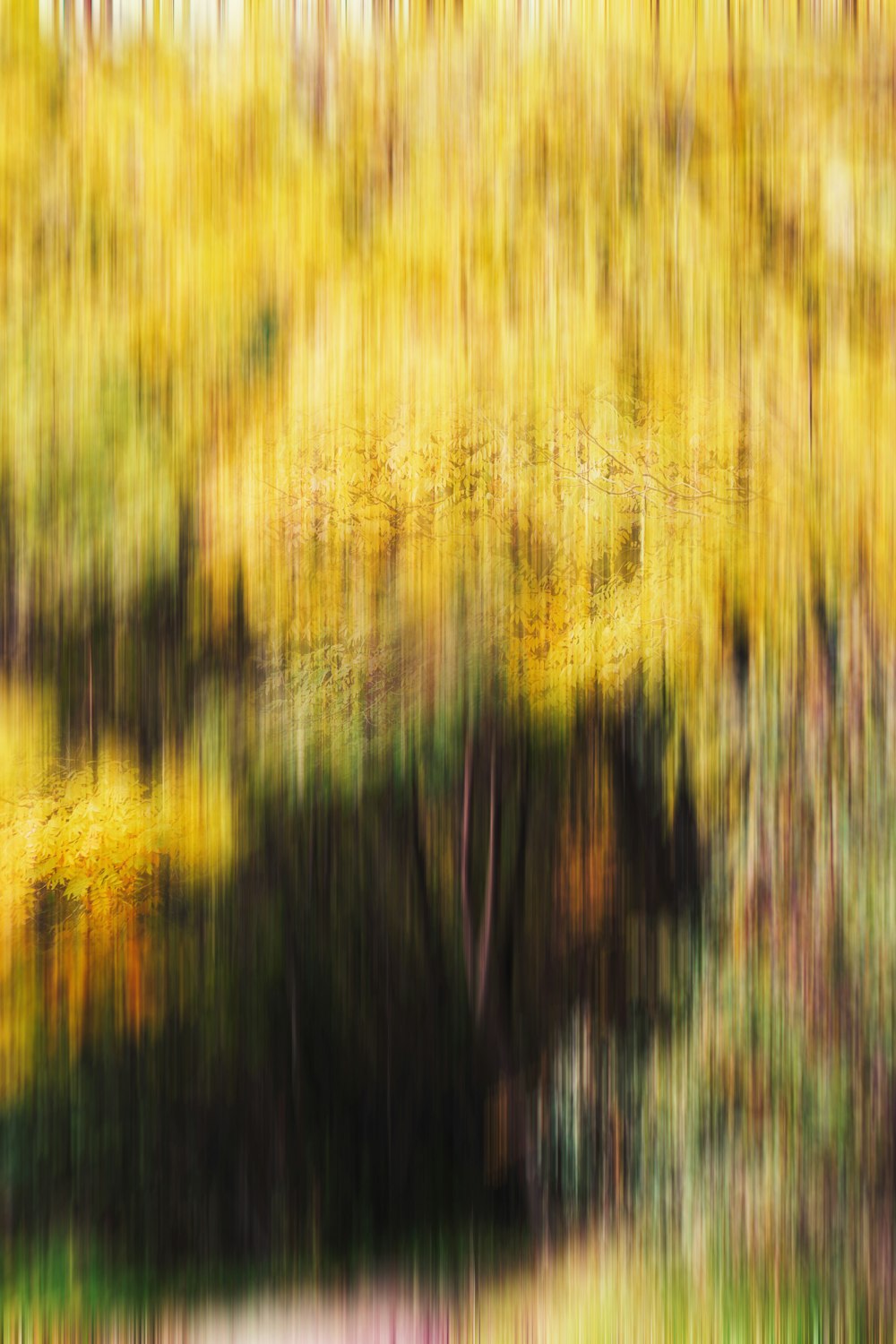 uma foto desfocada de uma floresta com árvores ao fundo