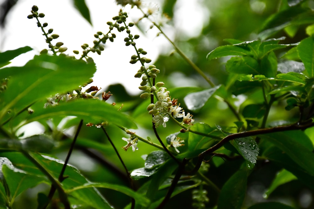 a close up of a bunch of flowers on a tree