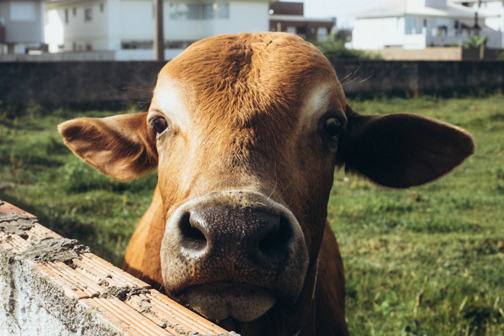 a brown cow standing next to a wooden fence