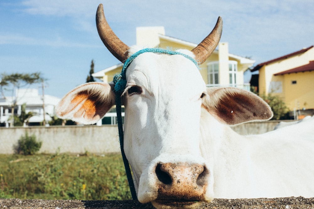 a close up of a cow in a field with a house in the background