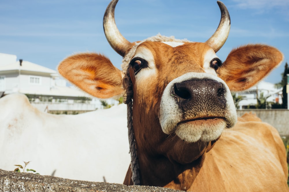 un primo piano di una mucca che guarda la telecamera