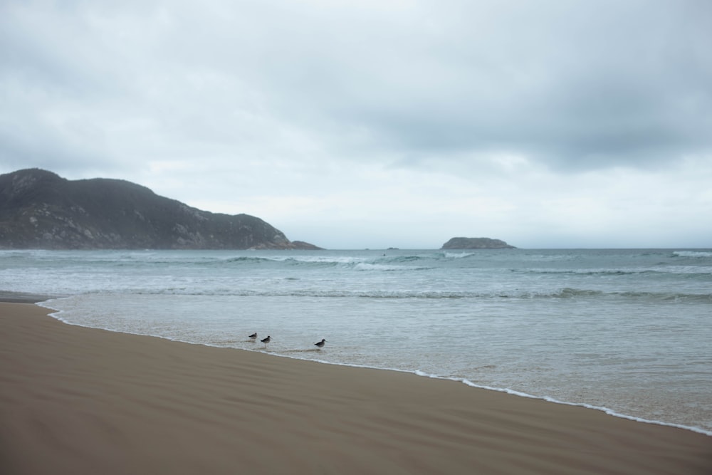 a group of birds standing on top of a sandy beach