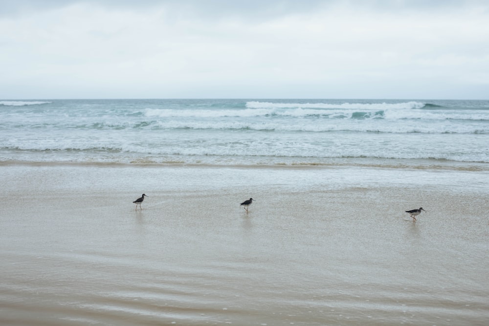 a couple of birds standing on top of a sandy beach