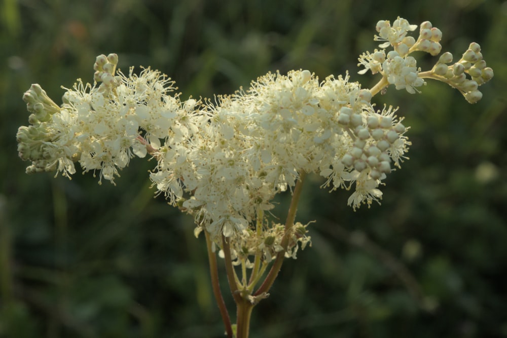 a close up of a white flower in a field