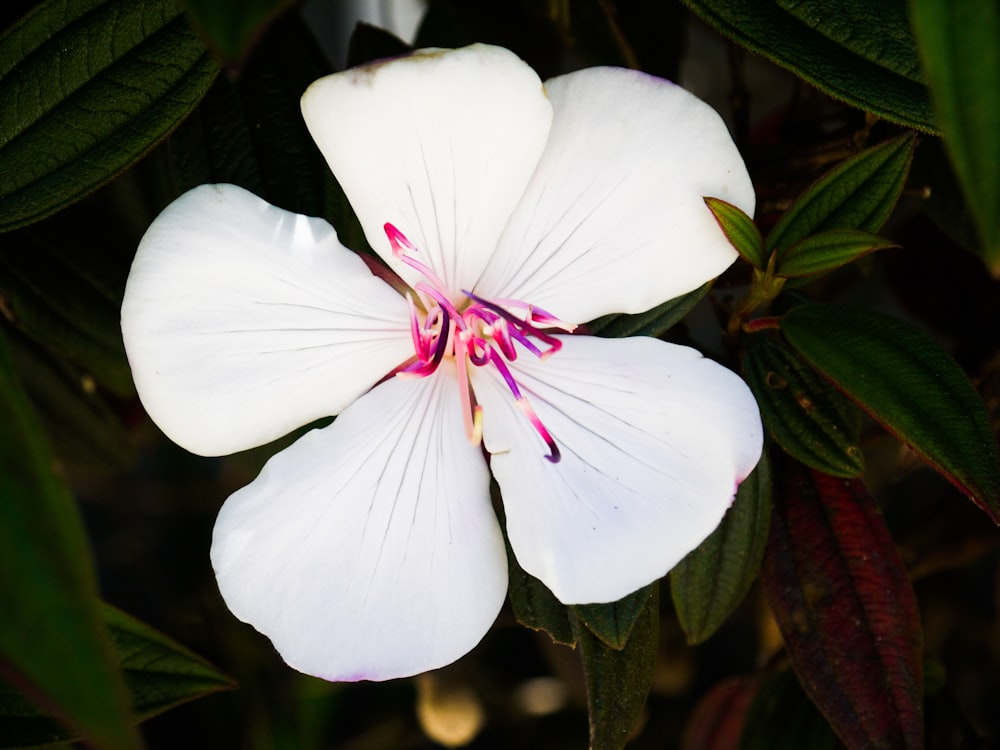 a close up of a white flower with green leaves