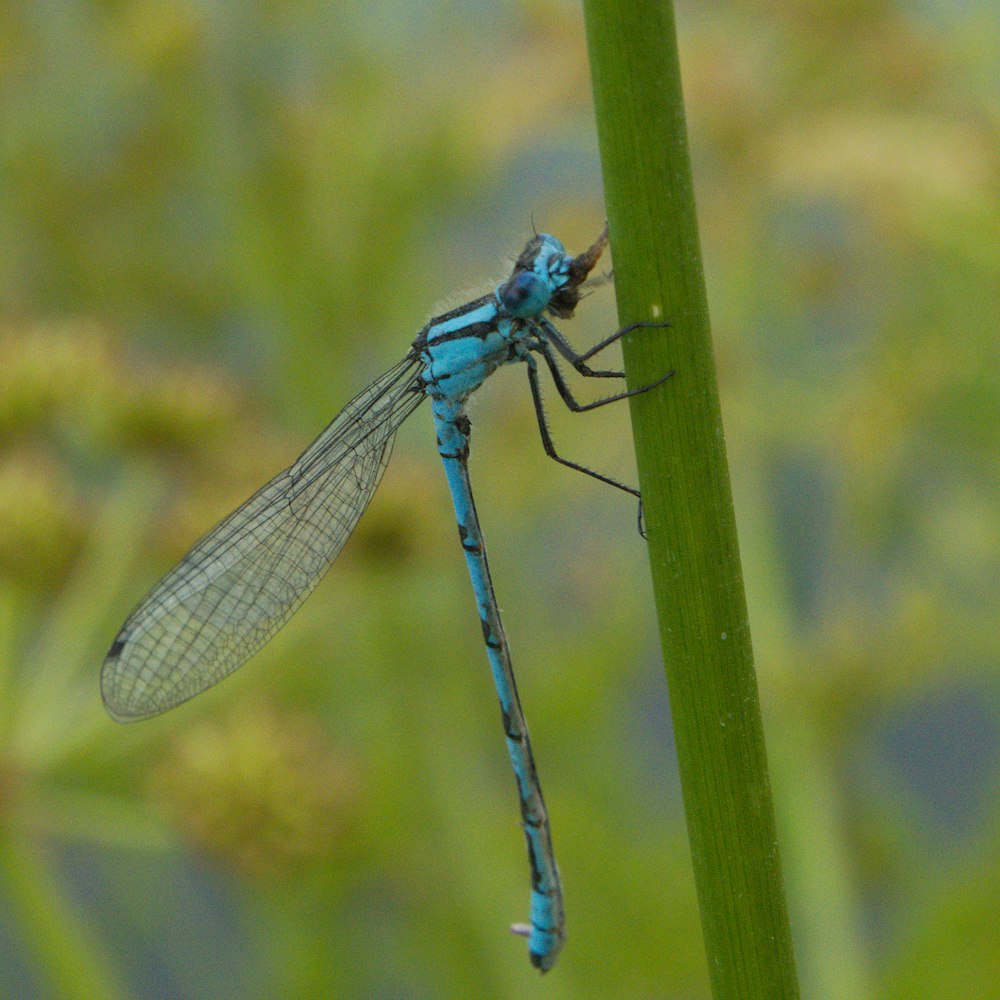 a blue dragonfly sitting on top of a green plant