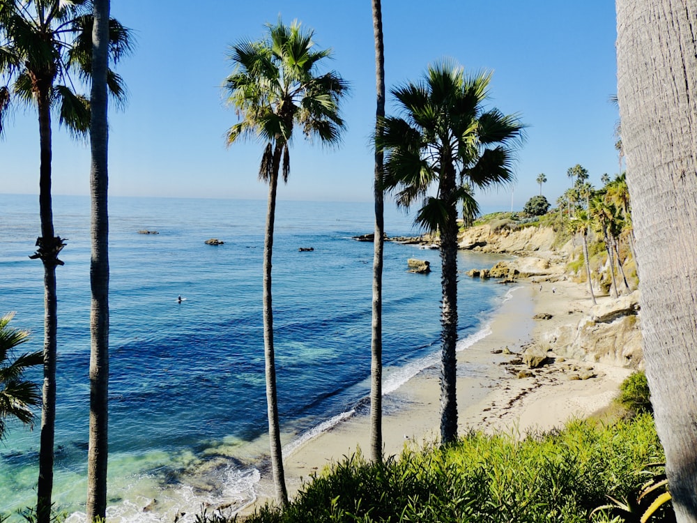 a beach with palm trees and a body of water