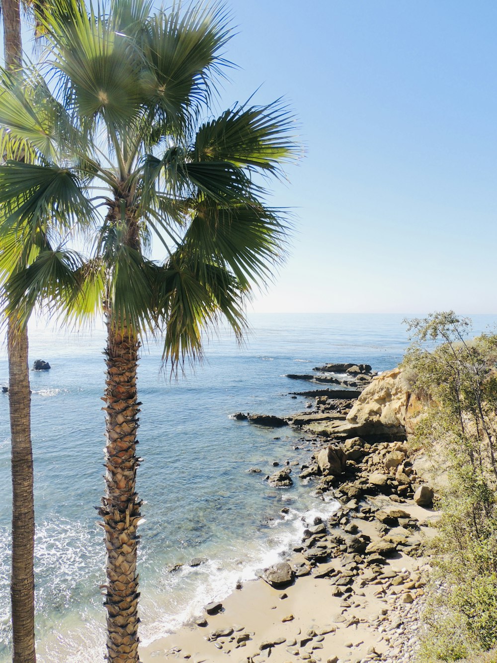 a palm tree on a beach next to the ocean