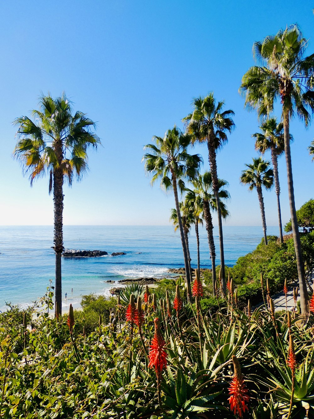 a beach with palm trees and a body of water