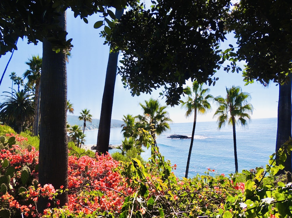 a view of the ocean through some trees