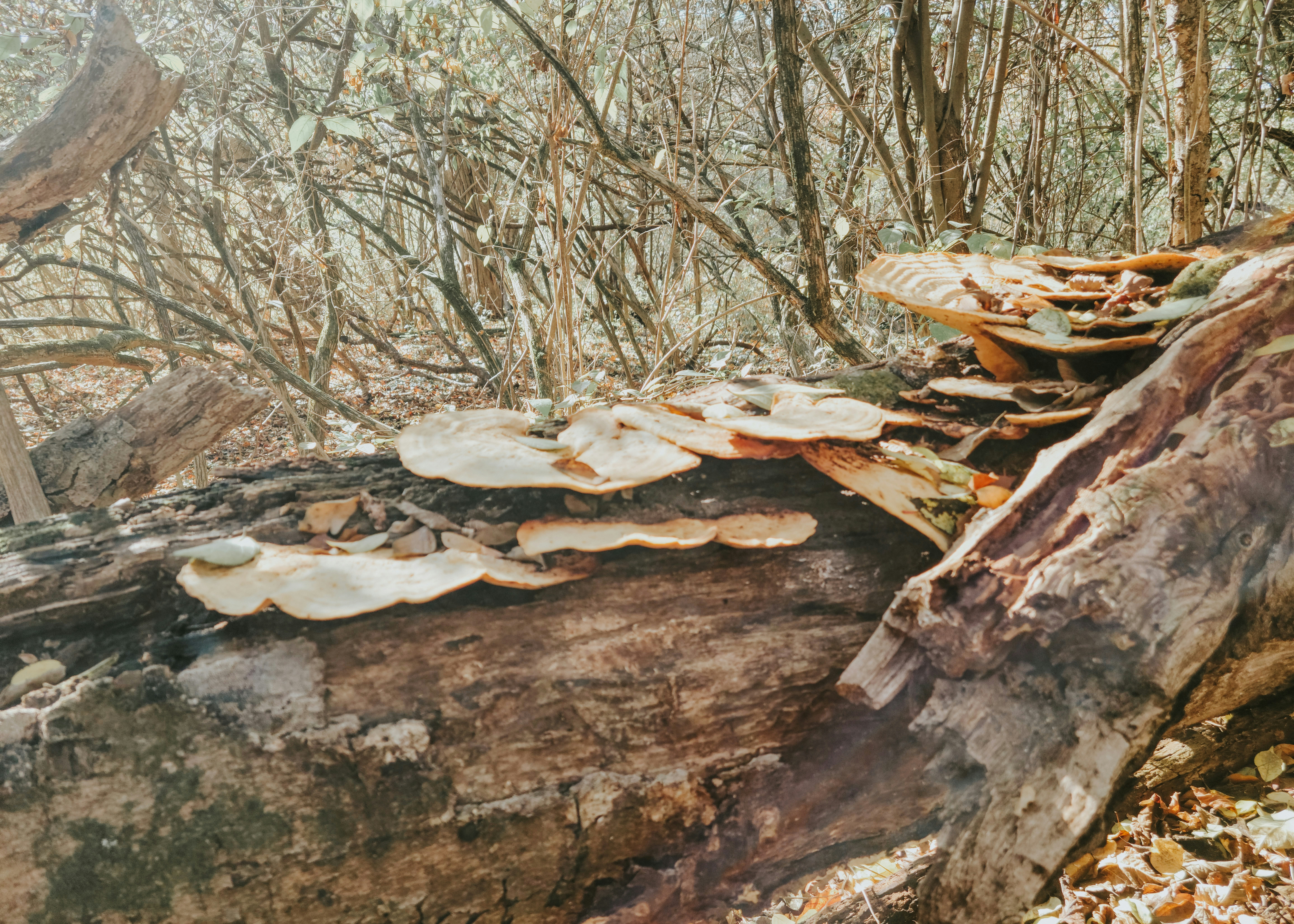 Image of a tree trunk with visible signs of decay and fungus - Tree removal cost