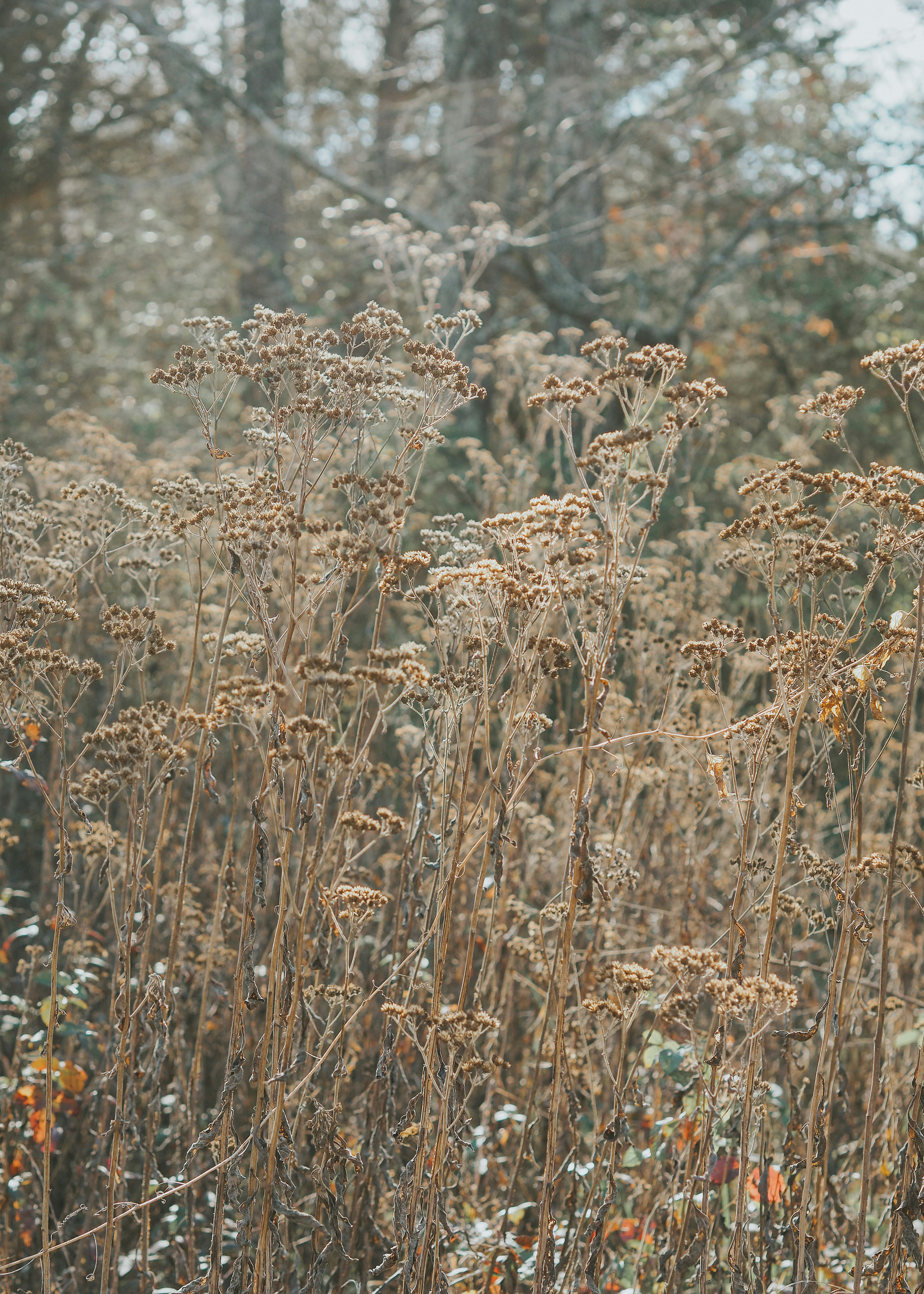 Photo by fieldworkframes